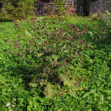 Image of woolly burdock