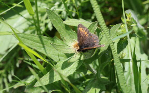 Image of Yellow-banded Ringlet