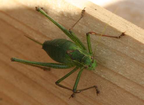 Image of speckled bush-cricket