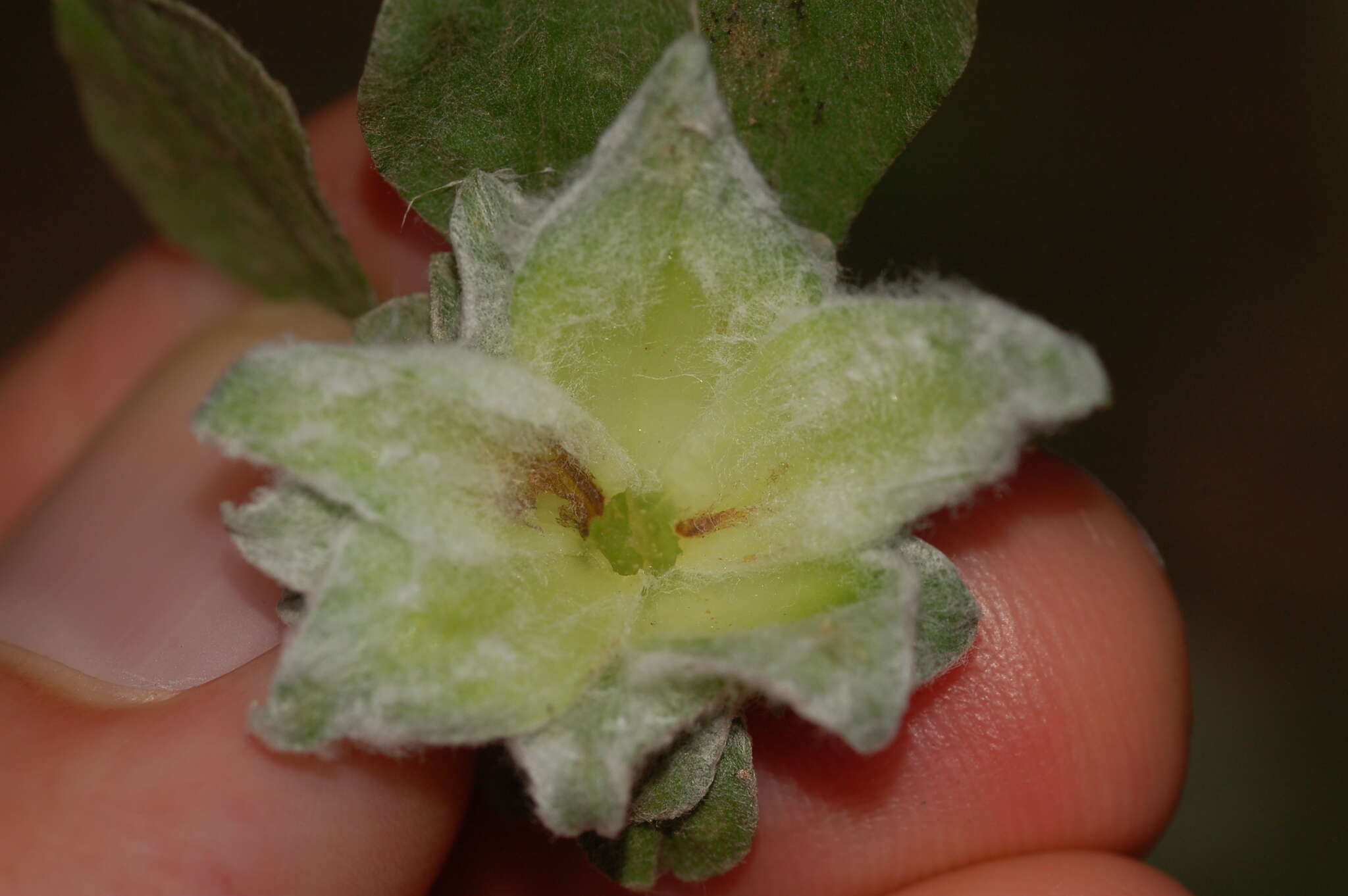 Imagem de Asphondylia antennariae (Wheeler 1889)