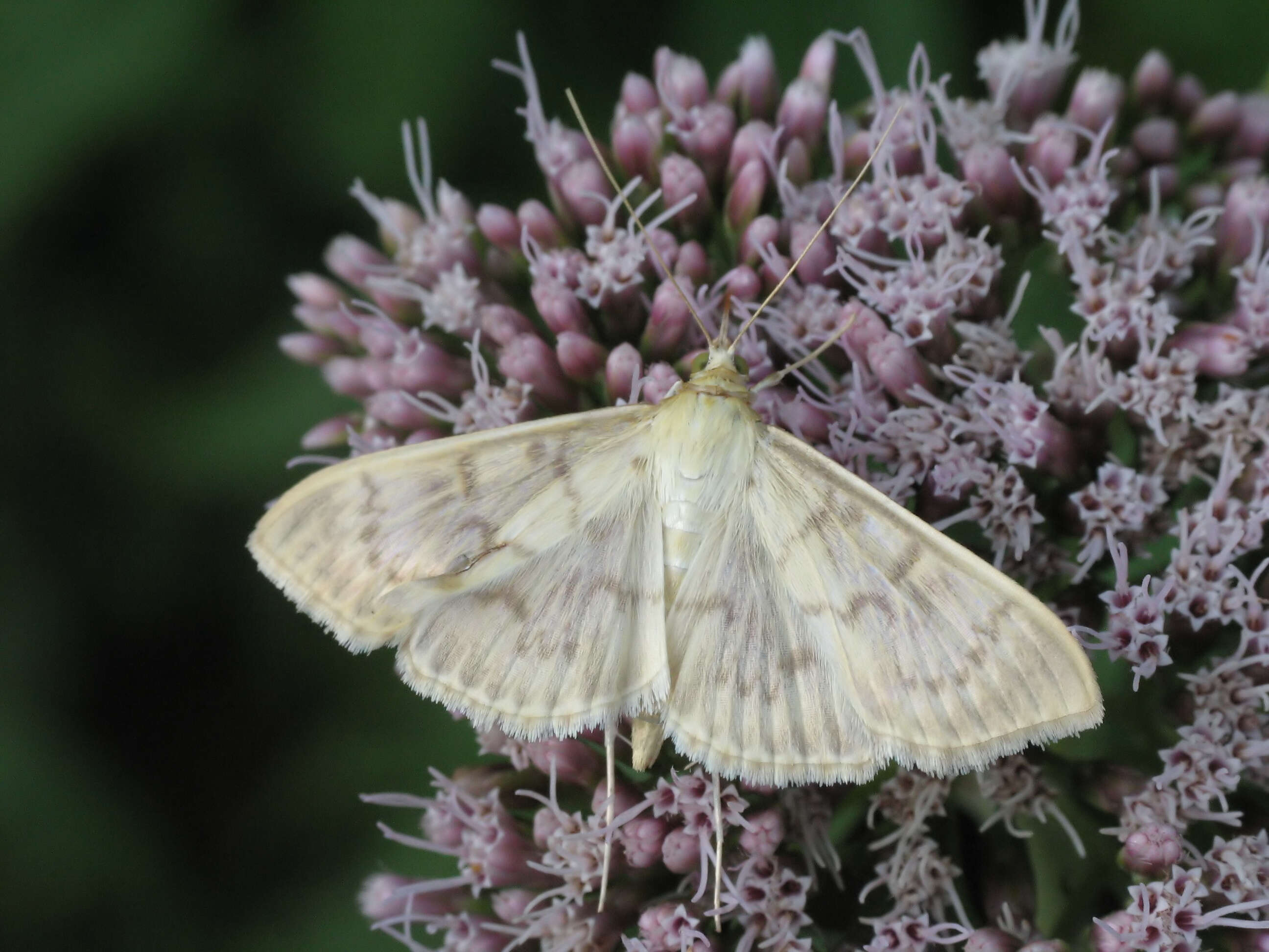 Image of Mother of Pearl