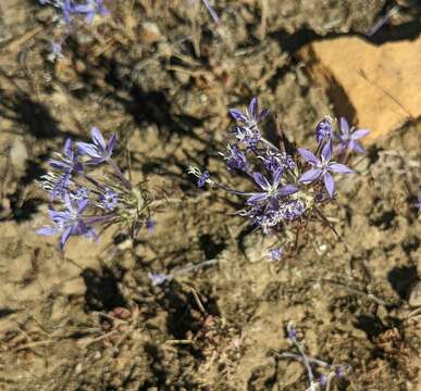 Imagem de Eriastrum pluriflorum (A. A. Heller) Mason