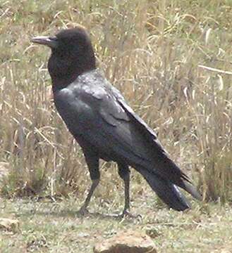 Image of Black Crow