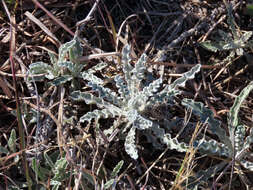 Image of prickly gousblom