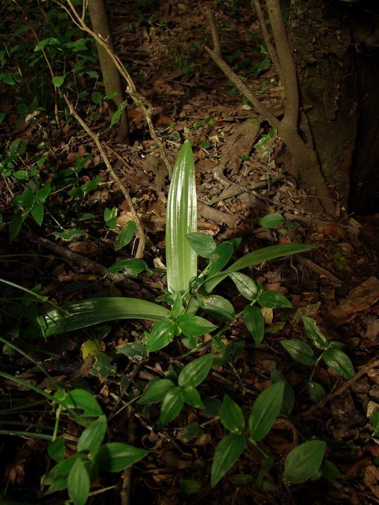 Image of Chloraea membranacea Lindl.