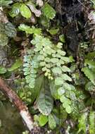 Image of Puerto Rico flowering fern