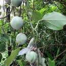 Image of Passiflora sidifolia M. Roem.