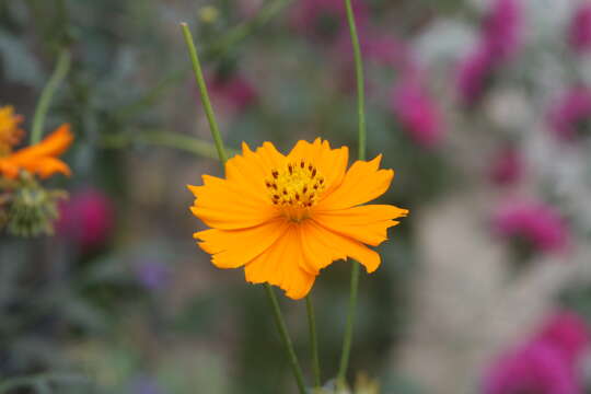 Image of sulphur cosmos