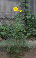 Image of sulphur cosmos