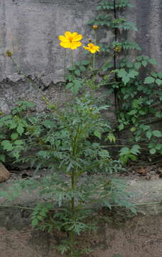 Image of sulphur cosmos