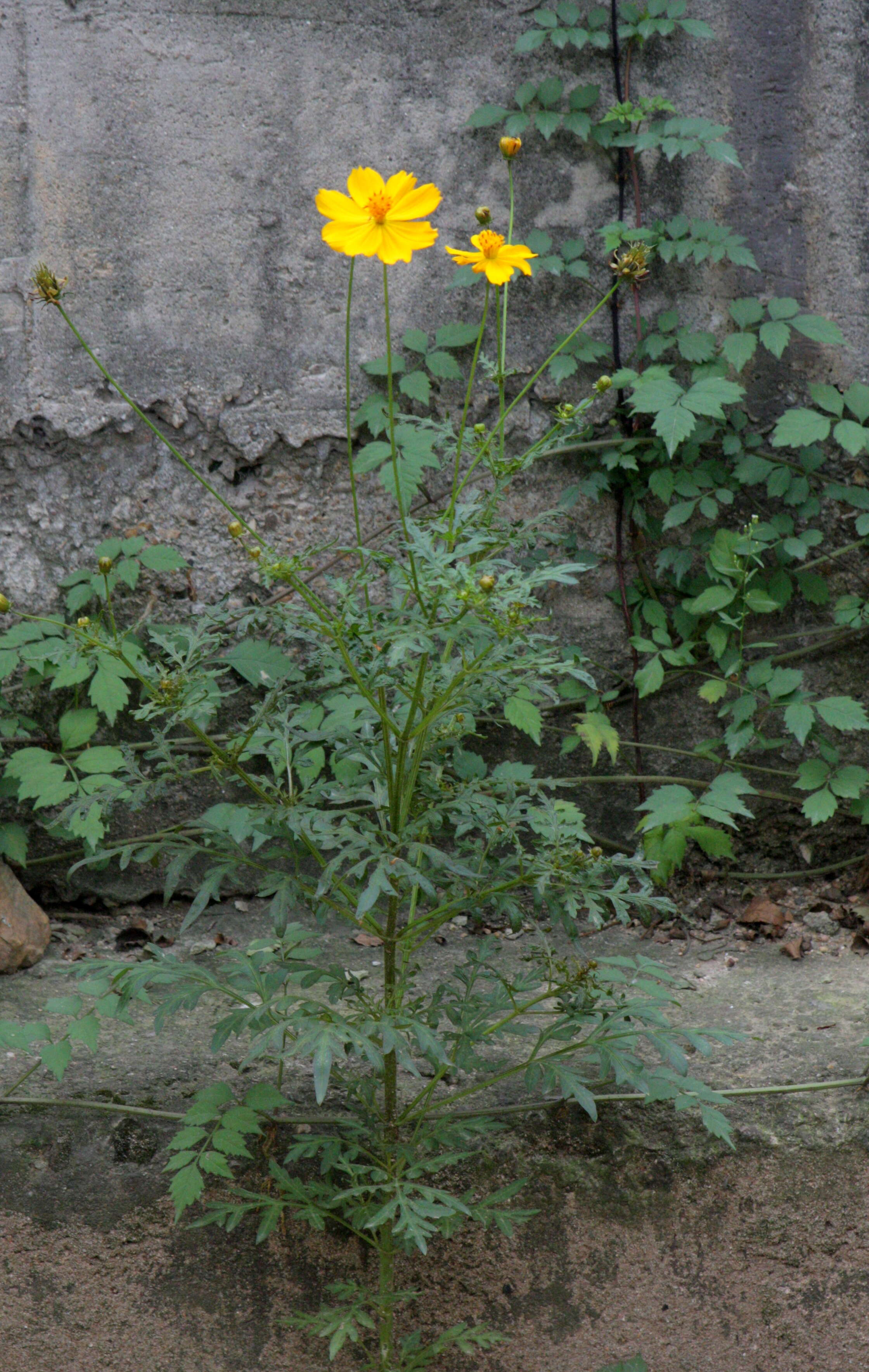 Image of sulphur cosmos