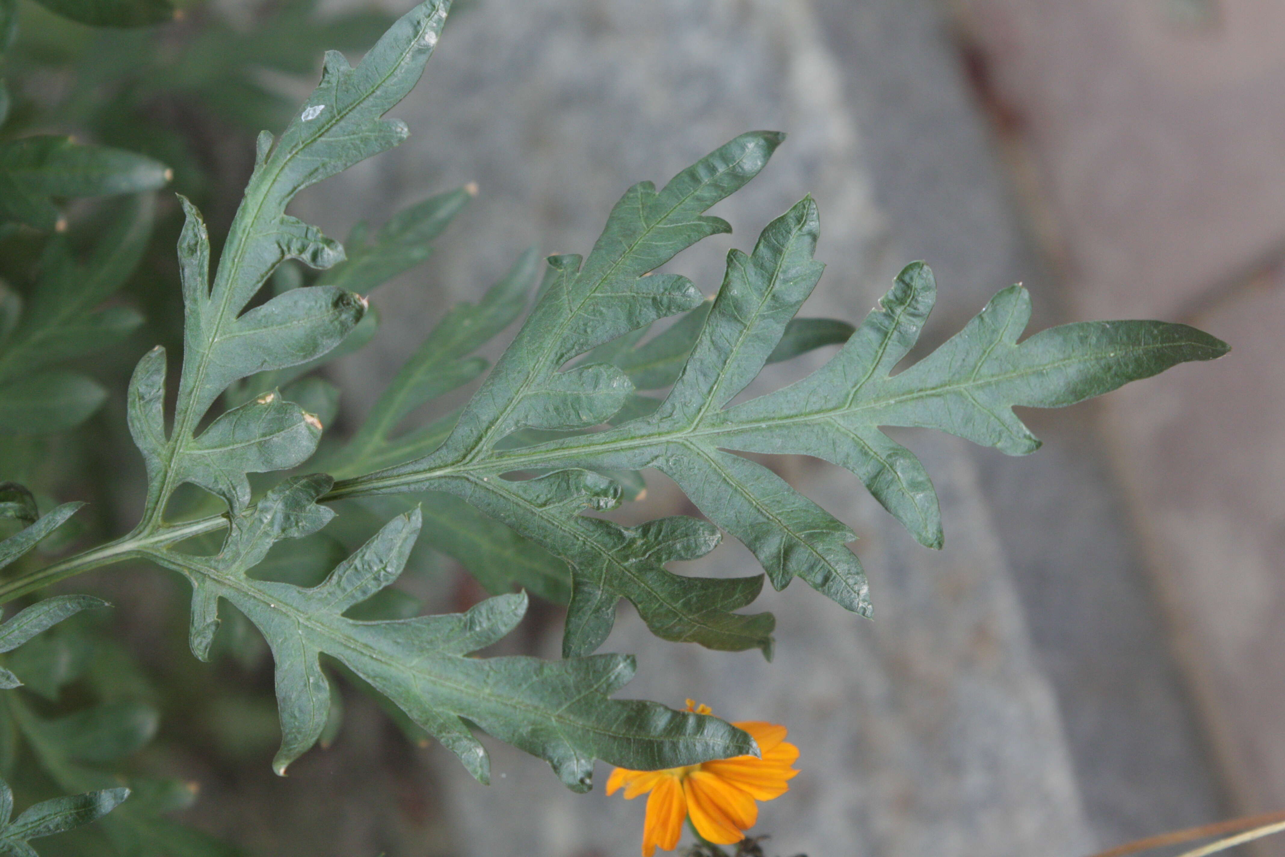 Image of sulphur cosmos