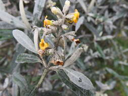 Image of Buddleja montana Britton