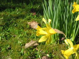 Image of Narcissus pseudonarcissus subsp. major (Curtis) Baker