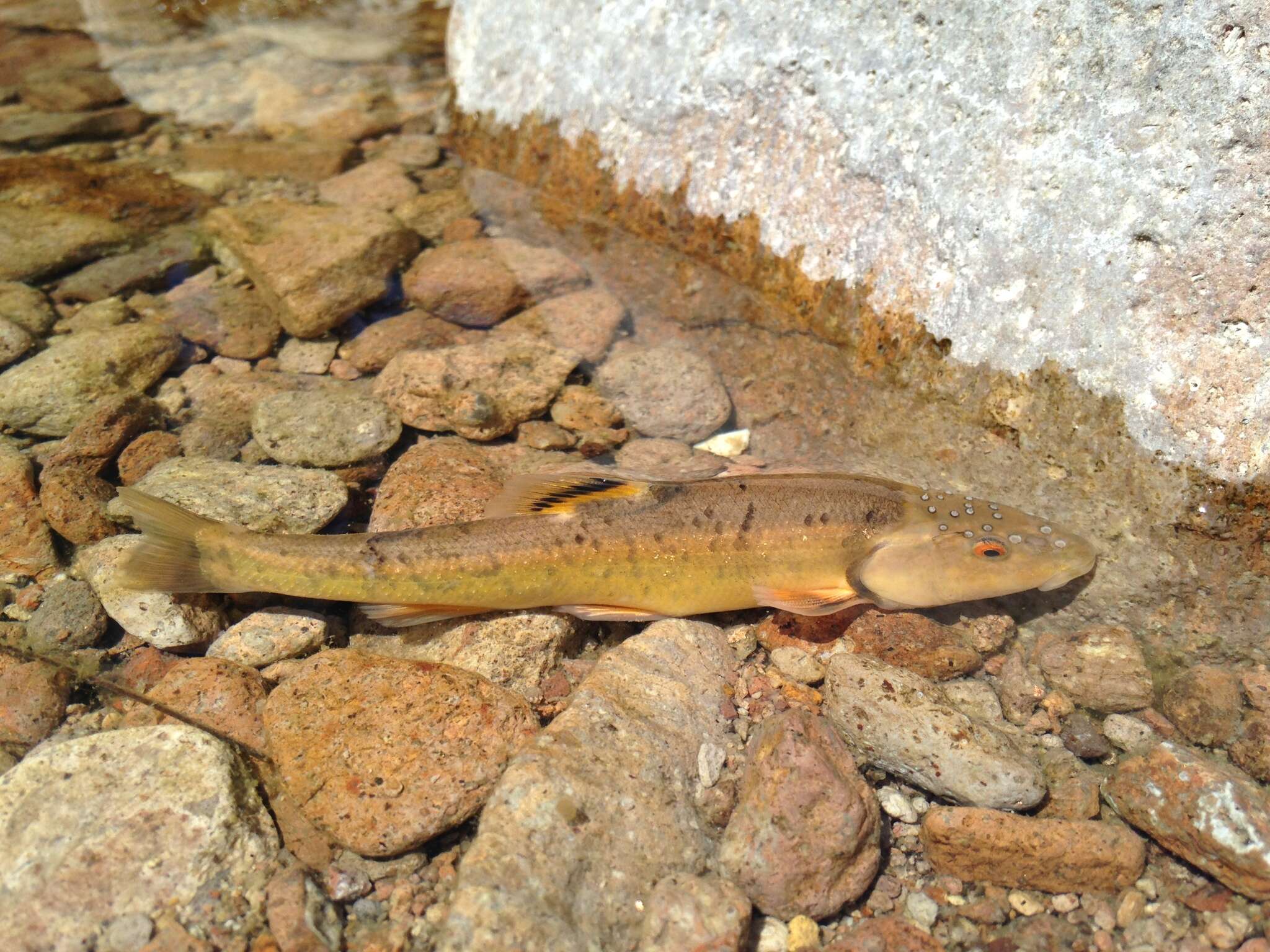 Image of Mexican stoneroller