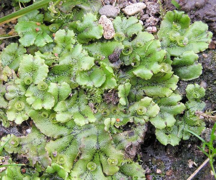 Image of common liverwort