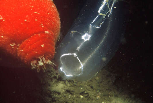 Image of red sea-squirt