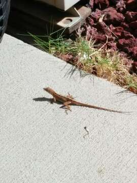 Image of Bahaman brown anole