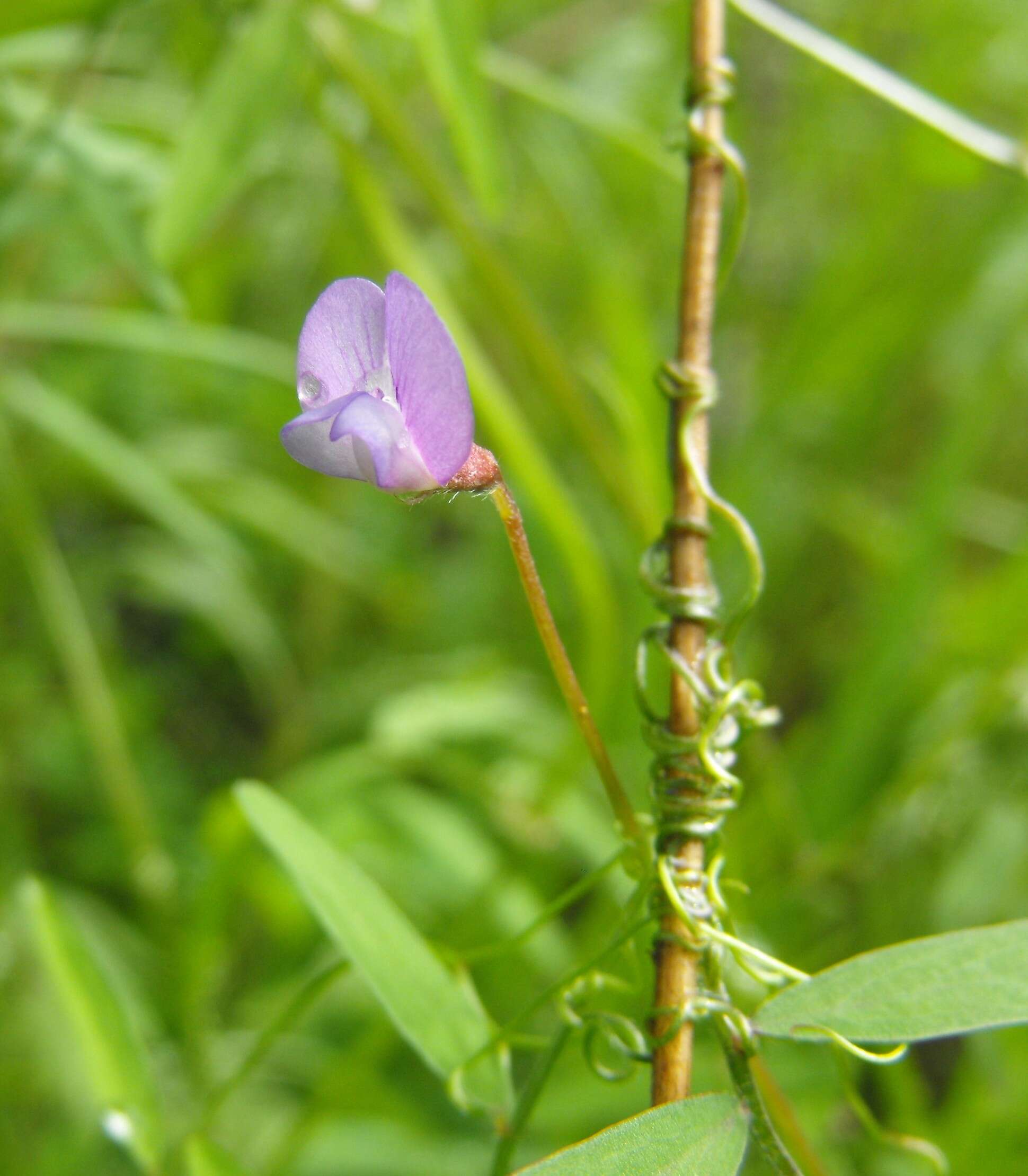 Sivun Vicia hassei S. Watson kuva