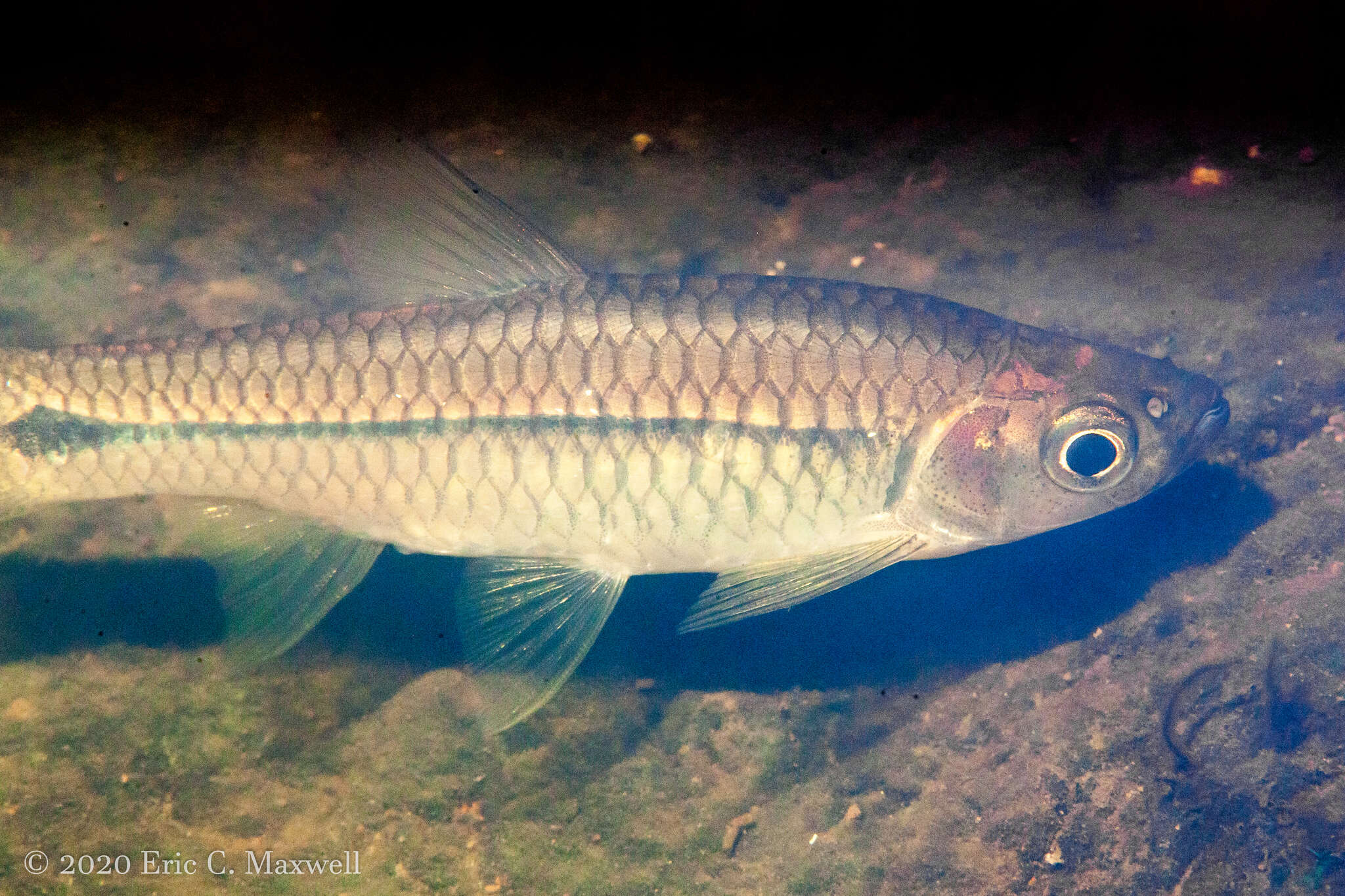 Image of Sidestripe rasbora