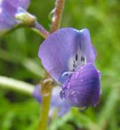 Plancia ëd Lupinus truncatus Hook. & Arn.