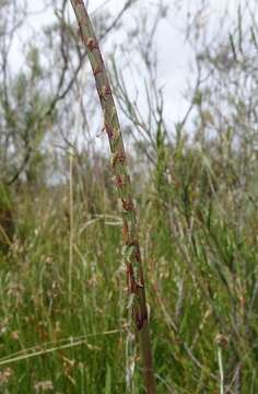 Image de Hemarthria uncinata R. Br.