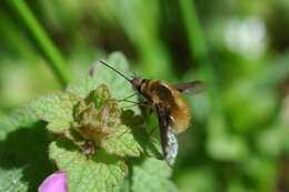 Image of Large bee-fly