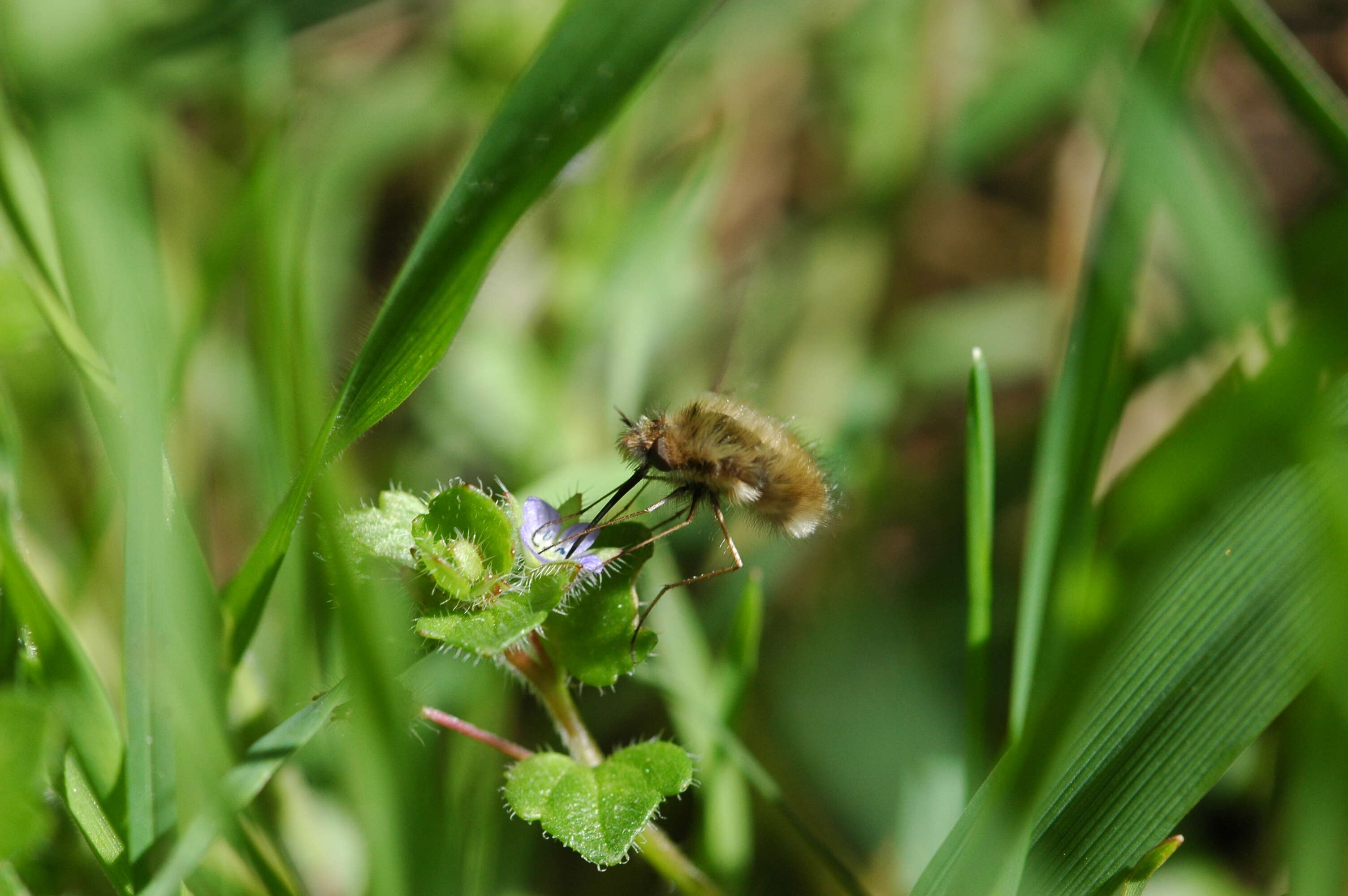 Image of Large bee-fly