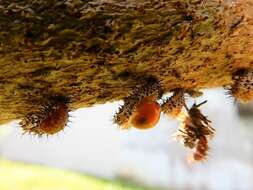 Image of Lady beetle