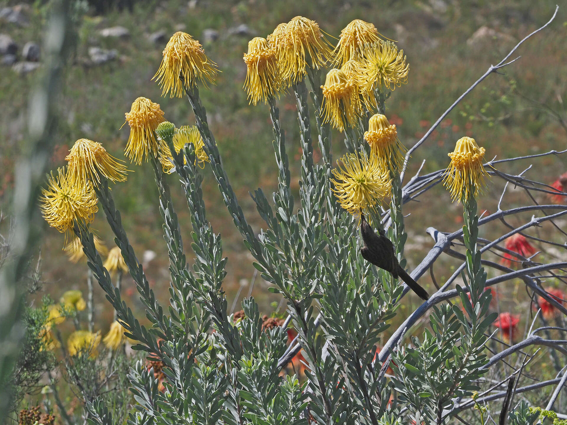 Image of Leucospermum reflexum var. luteum J. P. Rourke