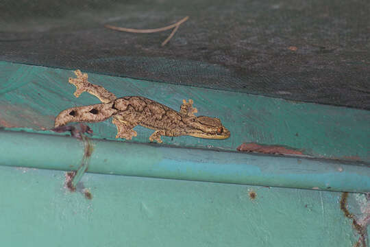 Image of Thecadactylus solimoensis Bergmann & Russell 2007