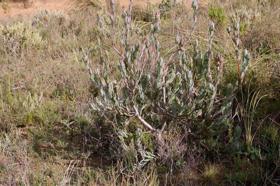 Plancia ëd Leucadendron discolor Buek ex Meissn.