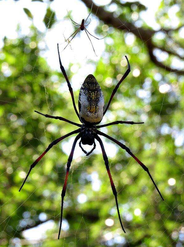 صورة Trichonephila inaurata madagascariensis (Vinson 1863)