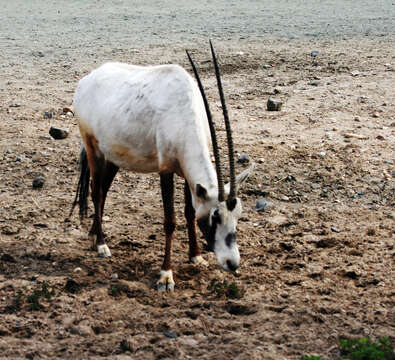 Image of Arabian Oryx