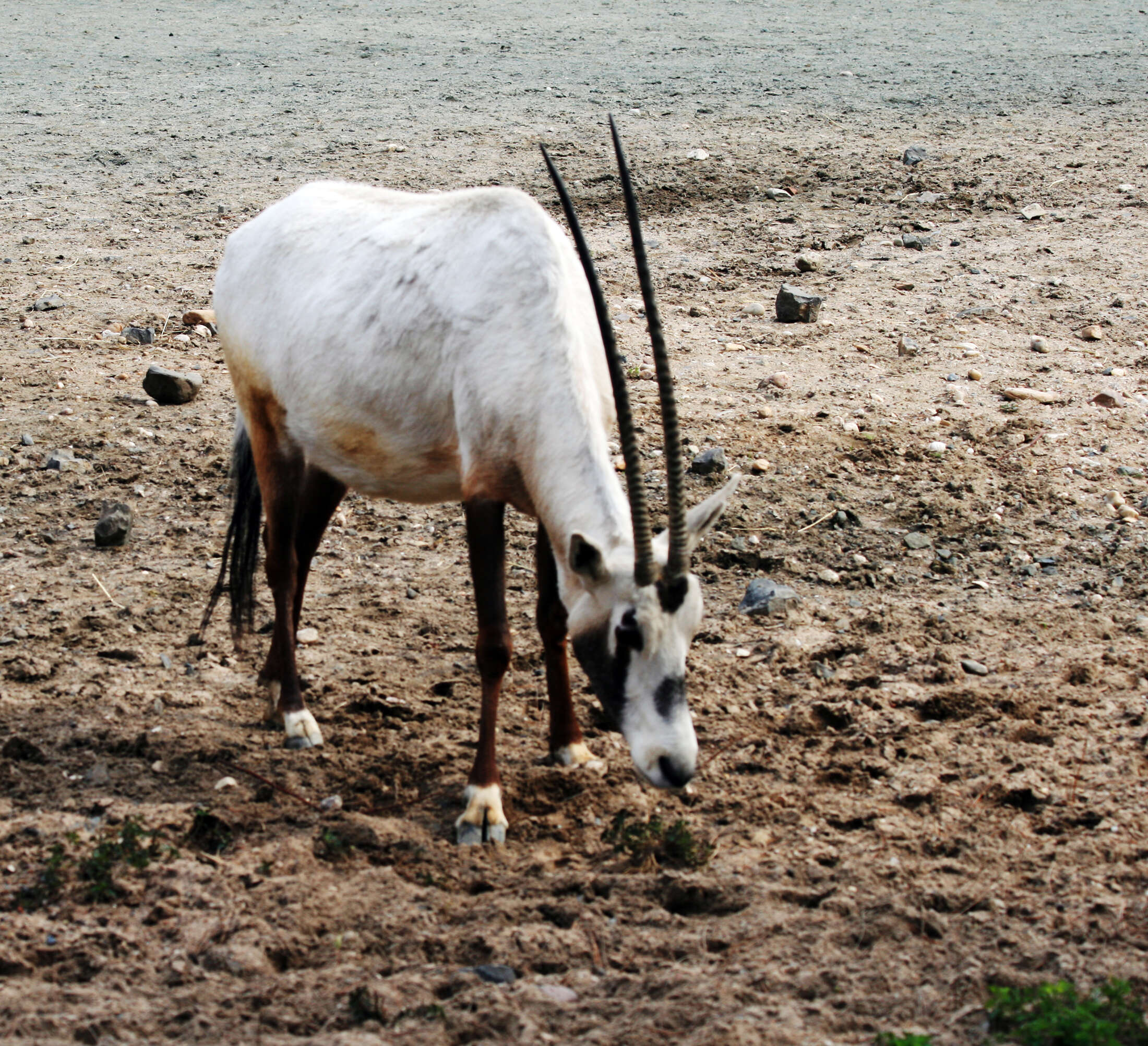 Image of Arabian Oryx