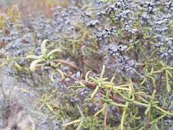 Image of Santa Rosa Island sage