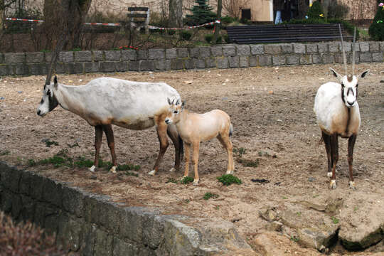 Image of Arabian Oryx