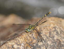 Image of Austrogomphus australis Selys 1854