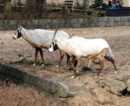 Image of Arabian Oryx