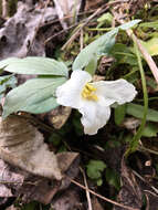 Image of snow trillium