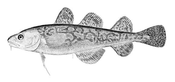 Image of Atlantic Tomcod