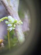 Cuscuta cuspidata Engelm. & Gray resmi