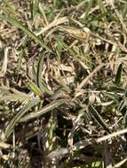 Image of Barleria oxyphylla Lindau