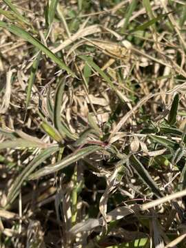 Plancia ëd Barleria oxyphylla Lindau