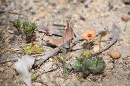 Image of Drosera platystigma Lehm.