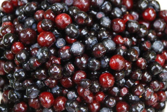 Image of thinleaf huckleberry