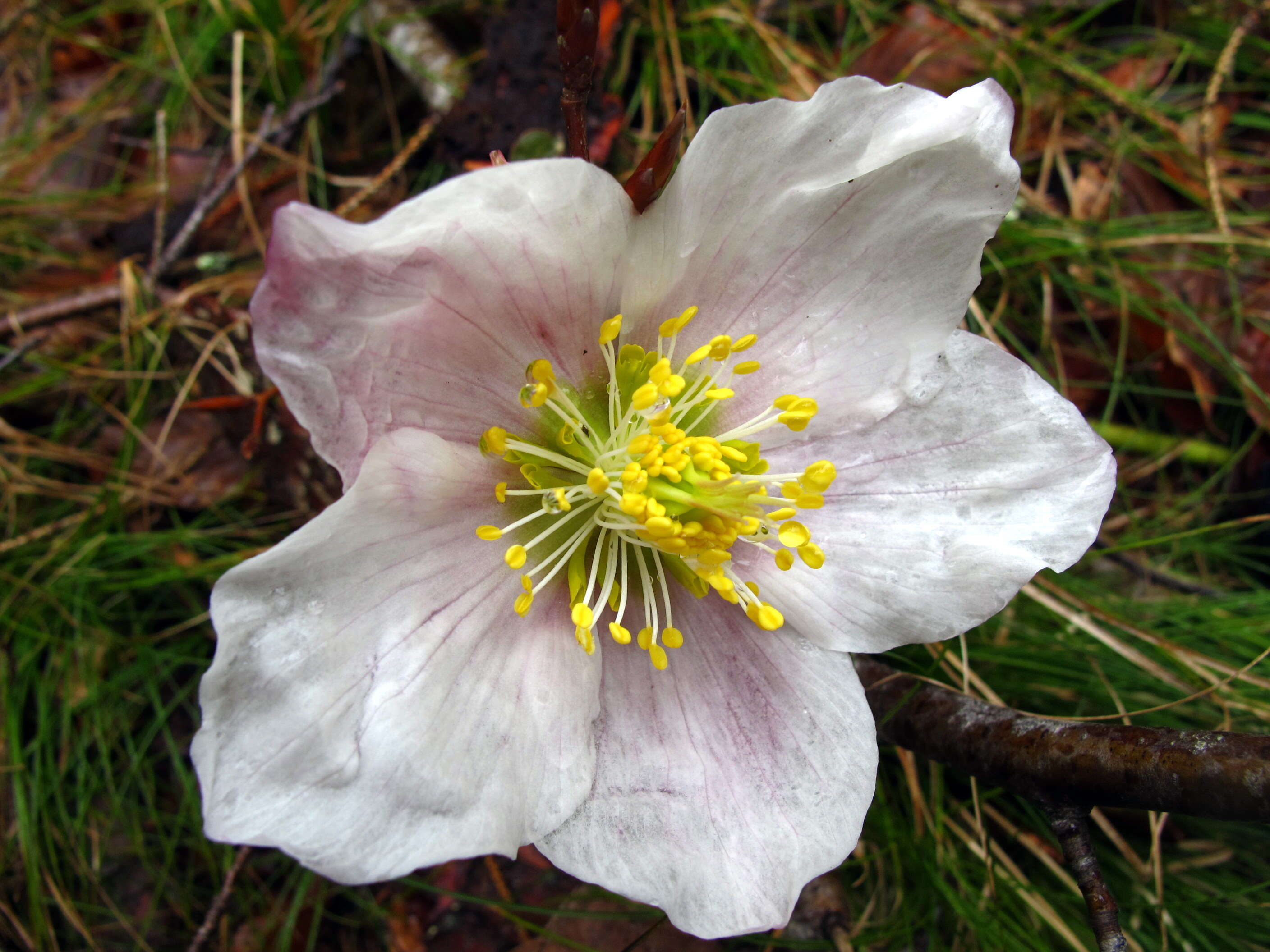 Image of black hellebore