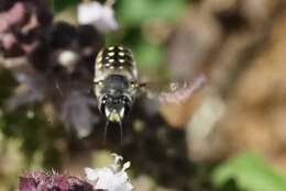 Image of Anthidium maculosum Cresson 1878