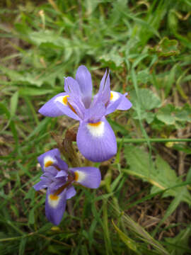 Image of Barbary Nut Iris