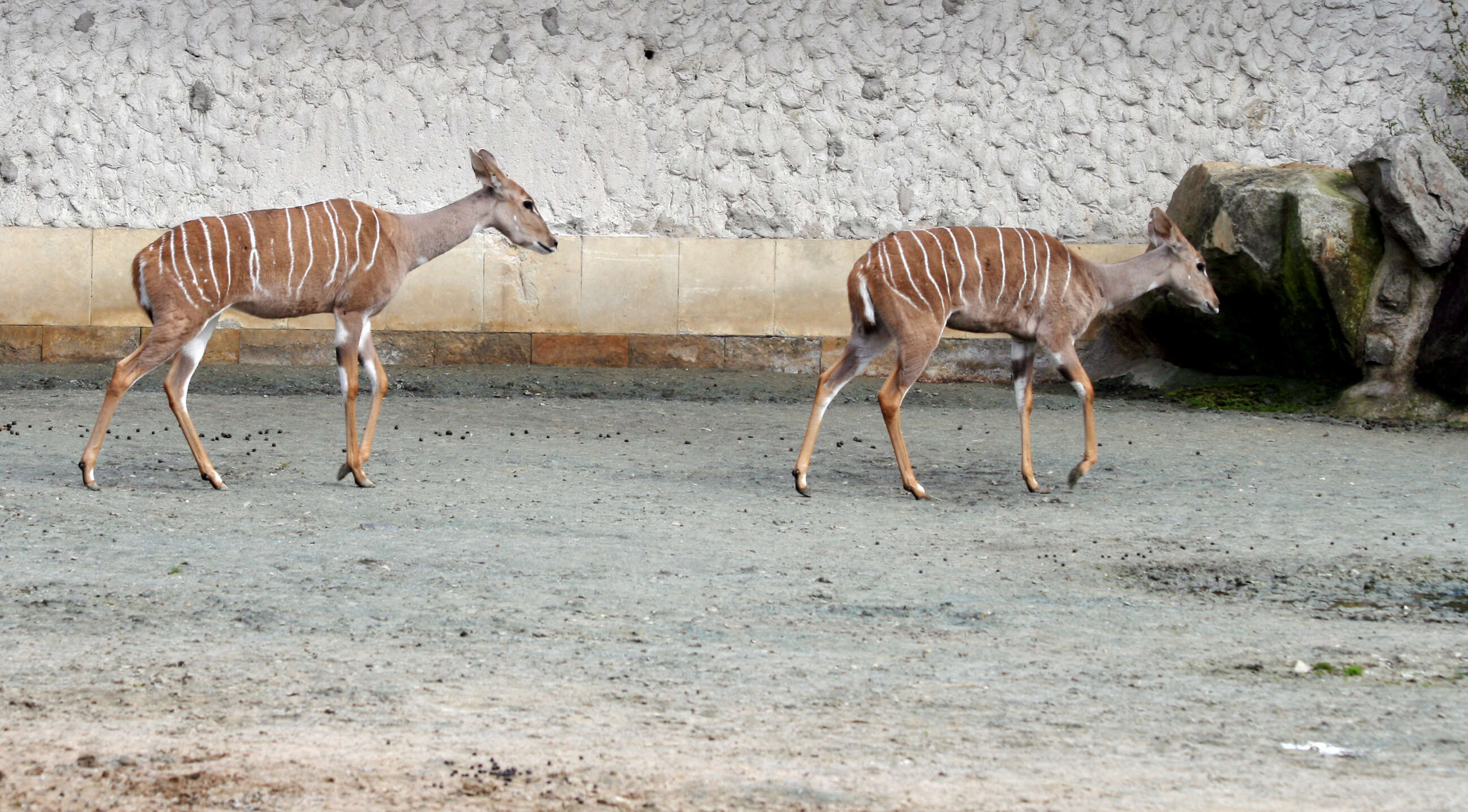 Plancia ëd Tragelaphus imberbis (Blyth 1869)